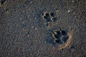 Zwei Pfotenabdrücke eines Hundes im schwarzen Sand