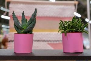 Zwei rosarote Pflanzentöpfe mit Kakteen vor rosa-weißem Hintergrund mit Unschärfe