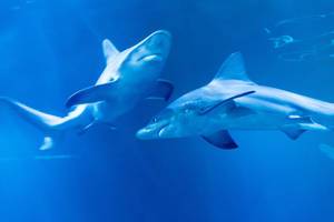 Zwei Sandbankhaie (Carcharhinus plumbeus) im Shedd Aquarium